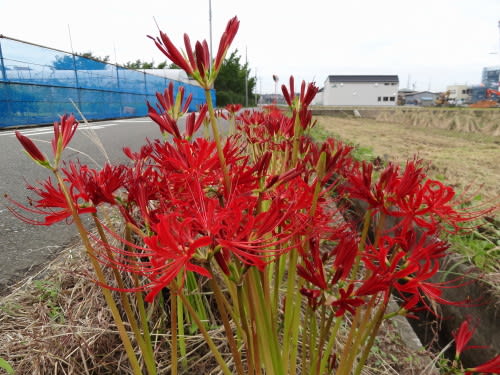 畦に突然赤い花を咲かす ヒガンバナです 日々遊遊