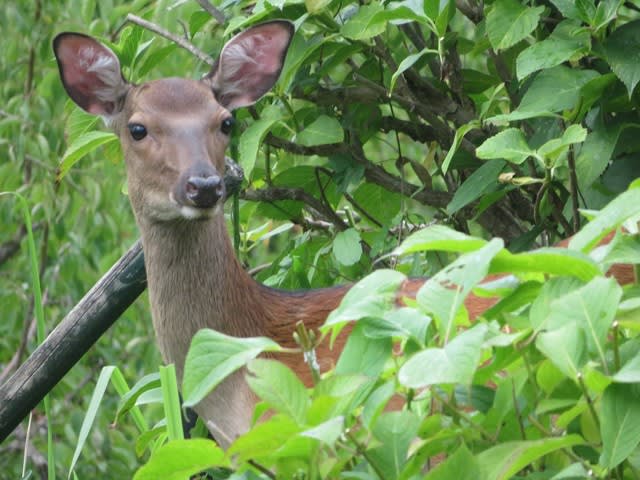 野生動物 鹿 アナグマ 阿蘇山を眺めて暮らす自由人 野生動物 鹿 アナグマ 阿蘇山を眺めて暮らす自由人