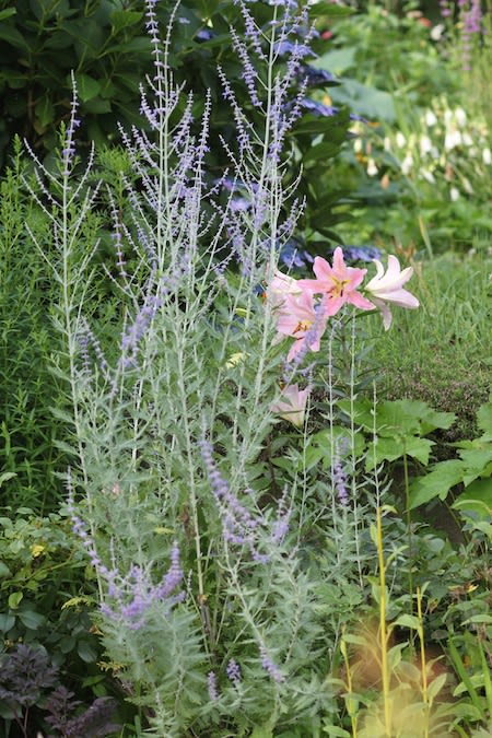 今日の庭と植物 アリウム丹頂 ルリタマアザミ 素敵な庭造り その後の庭