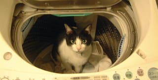 洗濯機に入る猫 猫のやぶにらみ