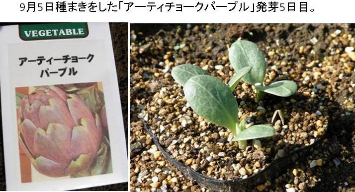 アーティチョーク発芽 趣味の野菜作り40年 アーティチョーク発芽 趣味の野菜作り40年