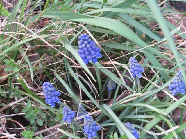 青い房状の花が印象的なムスカリ 野の花 庭の花