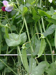 花 エンドウ どくだみ草日記