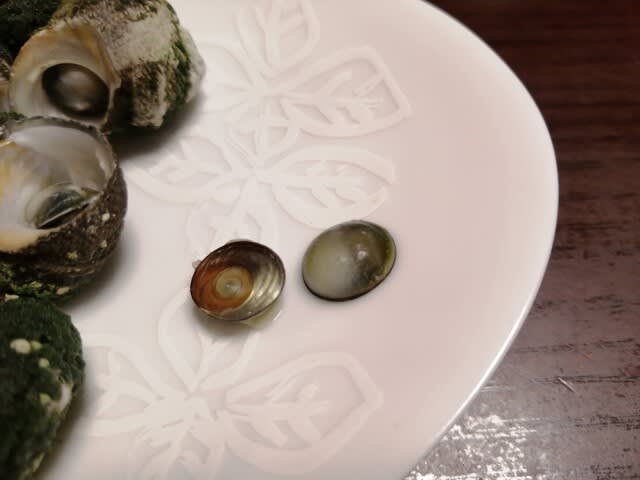 スガイは磯遊びでもっとも狙うべき獲物 貝 かもしれない 俺 隠岐に立つ