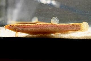 136号 水槽で撮った アルビノドジョウの写真 ｎｐｏ法人北九州 魚部 魚ぶろぐ