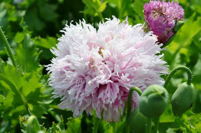 けしの花（都立・薬用植物園2014/05/08) - homanのブログ