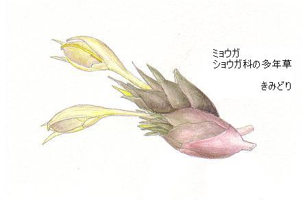 ミョウガの花 茗荷 イラスト 花を描いたポストカード