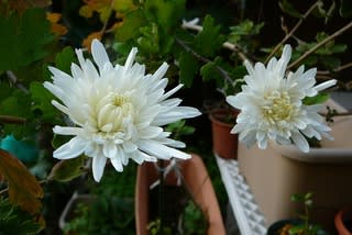 一寸大振りの真っ白い菊、毎年咲いてくれます