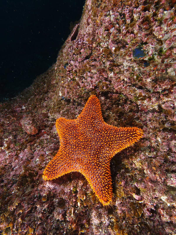 ヤマトナンカイヒトデ 沖ノ島で4個体目 公益財団法人 黒潮生物研究所ブログ