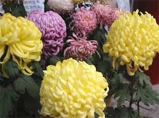 日本と中国を結ぶ菊の花 北京生活日記 日本と中国を結ぶ菊の花 北京生活日記