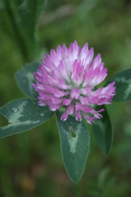 シロツメクサの赤花バージョン アカツメクサ 春の花 21 72 野の花 庭の花