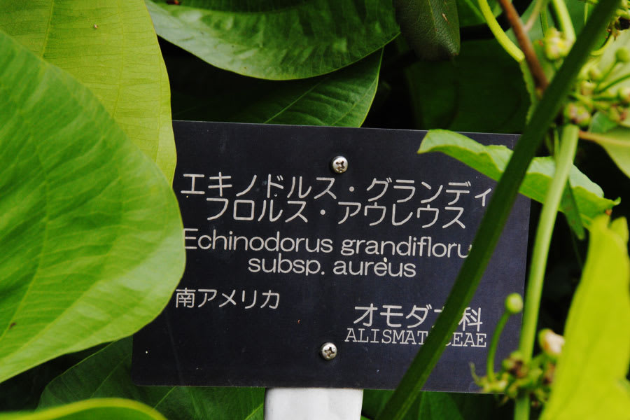 筑波実験植物園で見た六種類の水性植物 アルママの気まぐれ日記