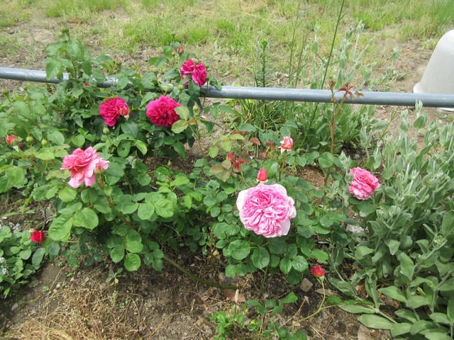 イングリッシュローズの花 5 27 小さな森の薔薇 イングリッシュローズの花 5 27 小さな森の薔薇