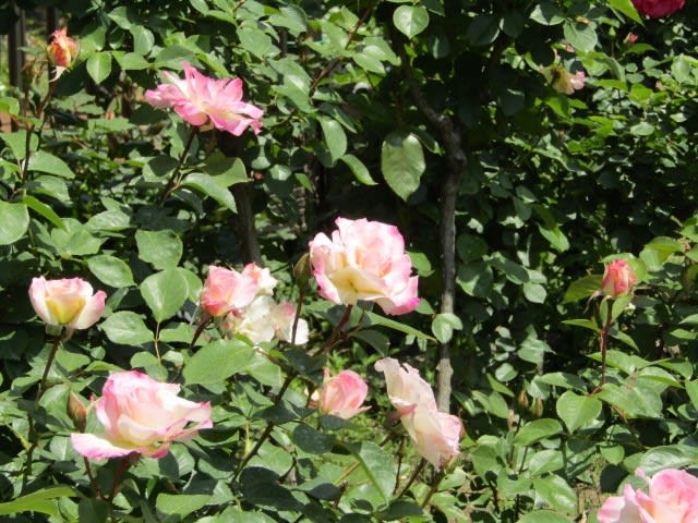 沢山咲いてます バラのブライダルピンク 熊牟田の風景写真
