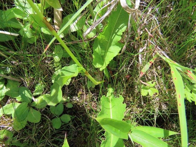高ボッチ高原・鉢伏山で最近咲いている花 イブキトラノオ(伊吹虎の尾)