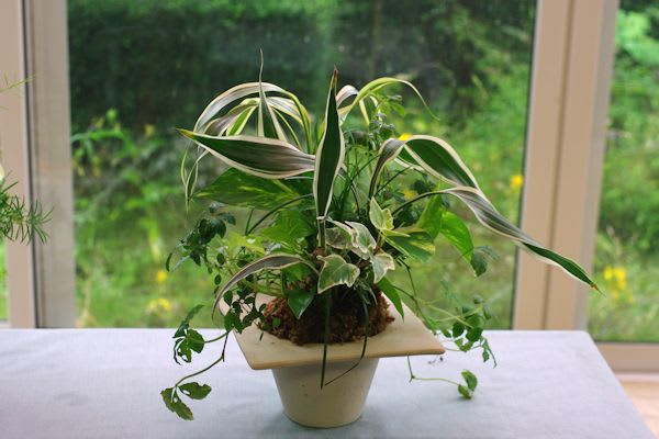 観葉植物ギャザリングその2 Sunroom