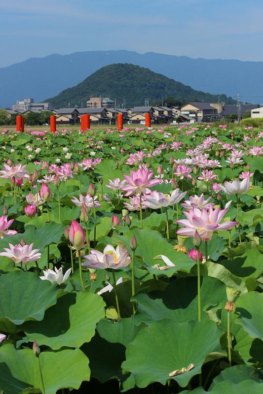 一目千本 藤原京跡 大賀池日記