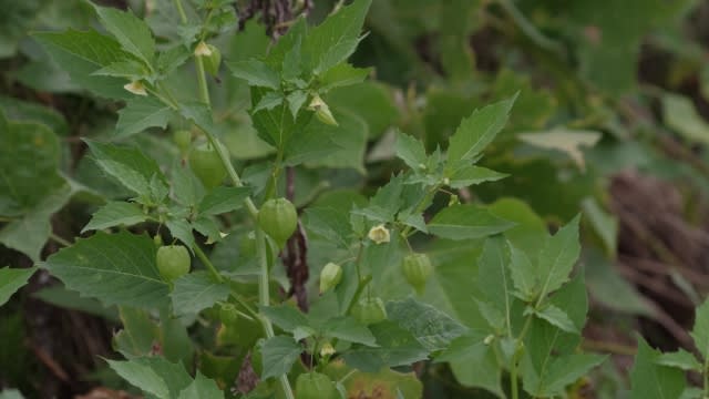 ヒメセンナリホオズキ 姫千成酸漿 ナス科 野生野草の赤くならないミニほおずきです 今日の野鳥 ゴイサギ Country知多 花と野鳥と家庭菜園の写真日記