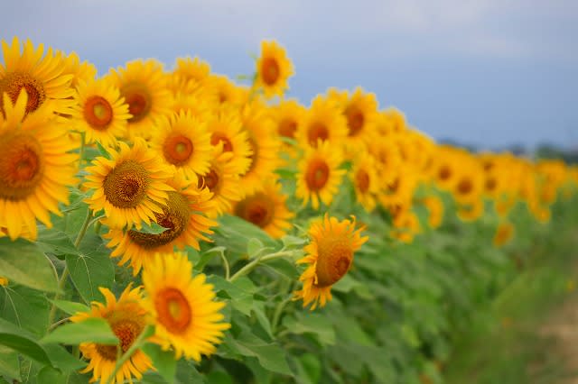 いちのえだ田園フラワーフェスタひまわり２０１８ 後編 なないろ