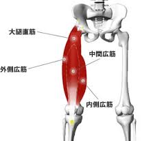 中間広筋1.jpg