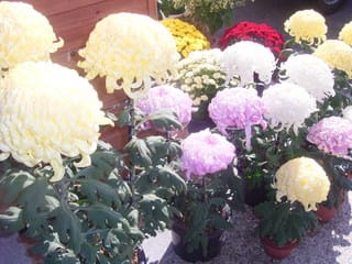 菊の花 バージョンアップ トントン日記 菊の花 バージョンアップ トントン日記