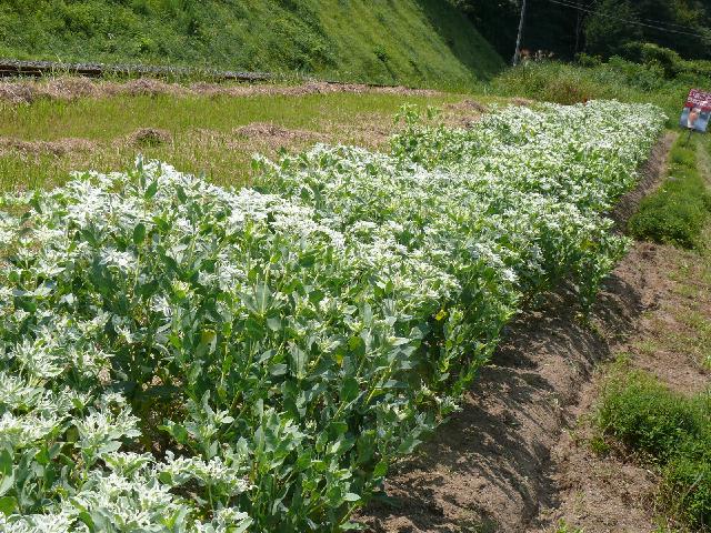 ハツユキソウ 初雪草 ユーフォルビア マルギナタ Peaの植物図鑑