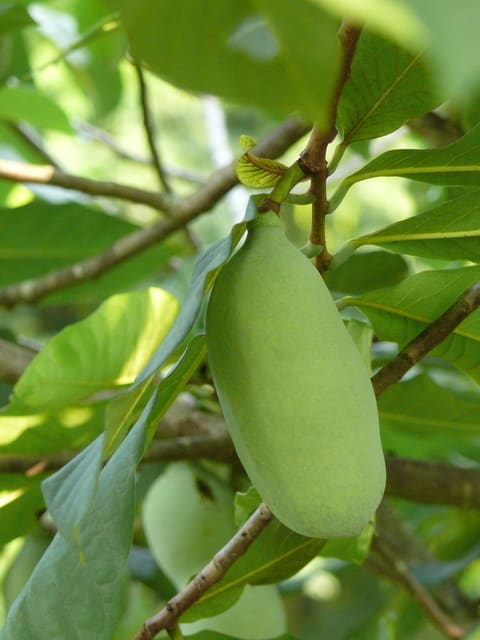 一関市大東町大原のポポー ポポ 18年7月19日 木 Peaの植物図鑑