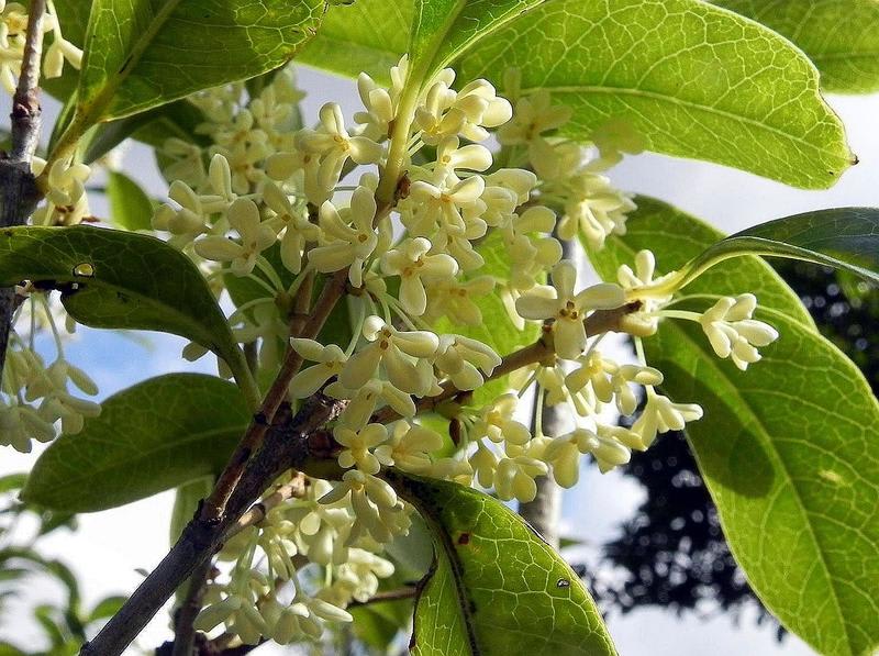 金木犀 銀木犀 春夏秋冬 花 Mikio