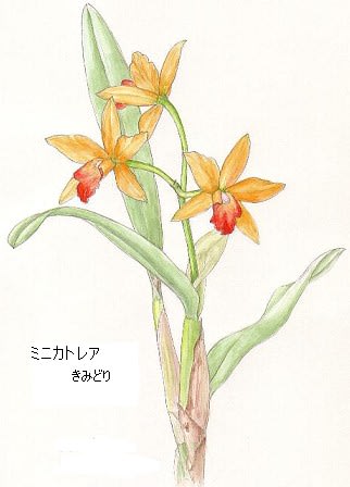 黄色いミニカトレア イラスト 2 花を描いたポストカード
