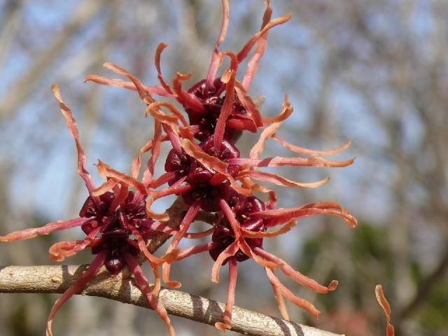 アカバナマンサク 赤花満作 Peaの植物図鑑