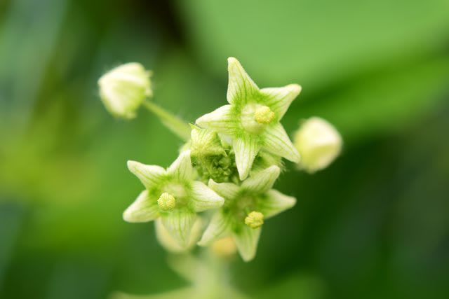 アレチウリの雄花