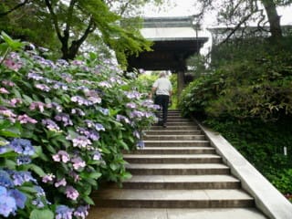 Hydrangeas And Mini Pilgrimage In Takahata Fudo 日本庭園こぼれ話