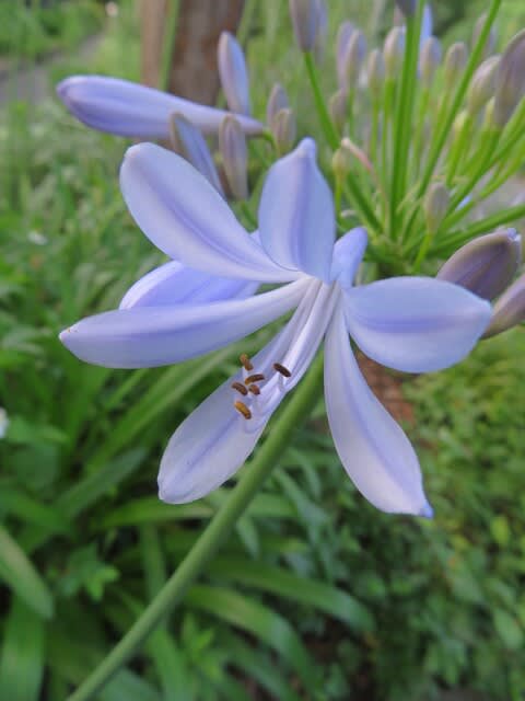 百合のような青い花をたくさん咲かせる アガパンサス 夏の花 21 042 野の花 庭の花