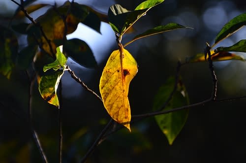 群衆の中の孤独 夢幻泡影 群衆の中の孤独 夢幻泡影