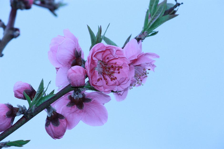 ハナモモの花が綺麗に咲いた・・・の画像