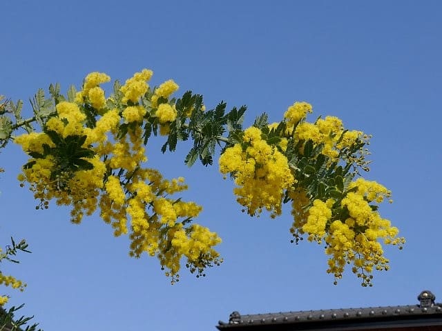 春を彩る黄色の花木 庭先の四季