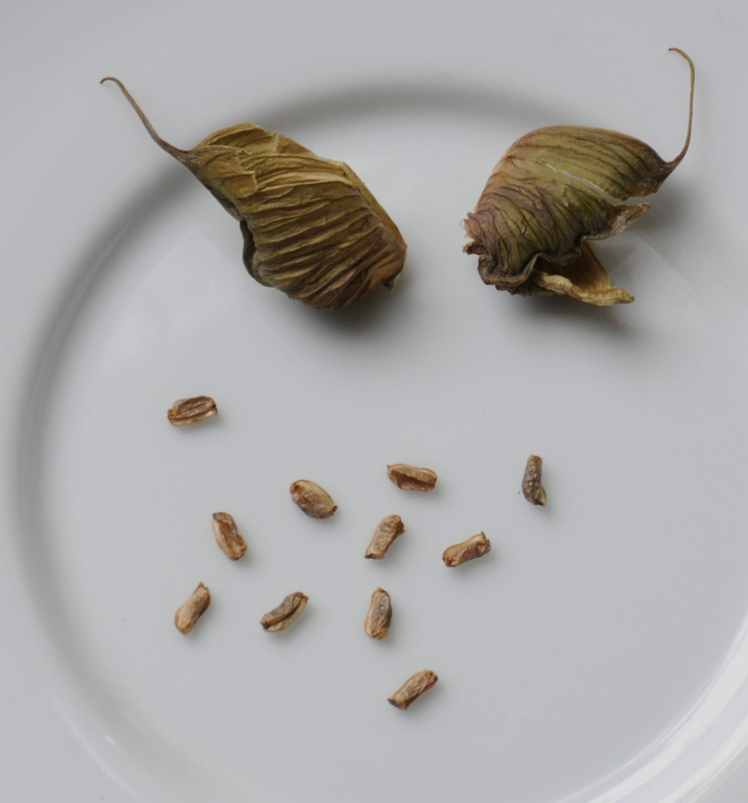 頂き物!たね?の画像