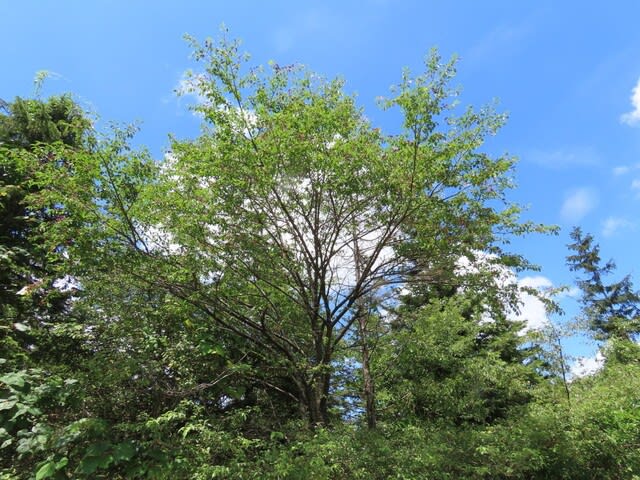 高ボッチ高原・鉢伏山で最近見る事の出来る実・種　ミヤマザクラ（深山桜）の核果