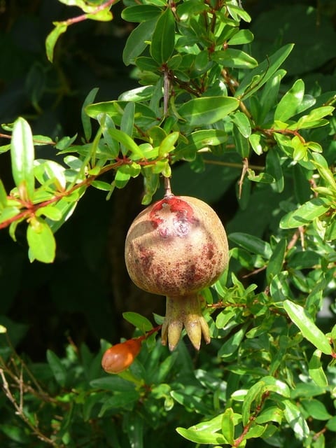 一関市中里のヒメザクロ（姫石榴）2018年8月6日（木） - peaの植物図鑑