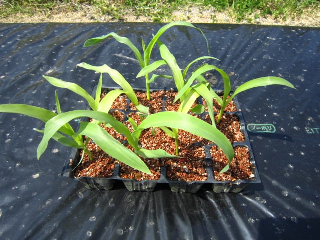 トウモロコシの定植 穴底植え とタネ播き 穴底播き 大好き 野菜の時間