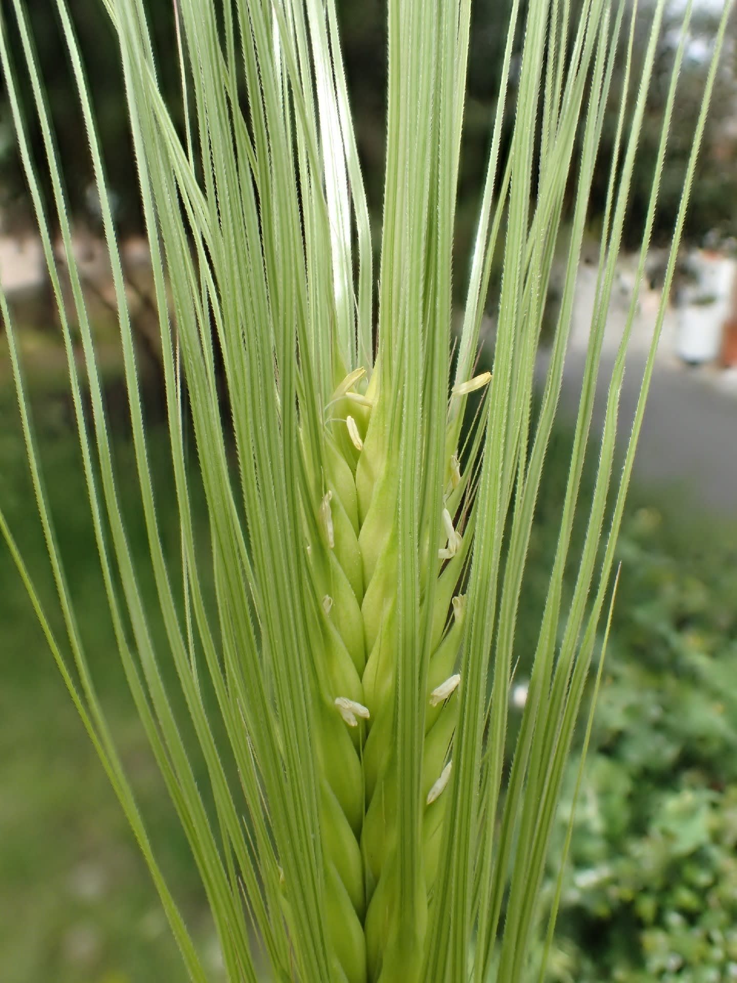 ムギクサ 麦に似た帰化植物 木曽now