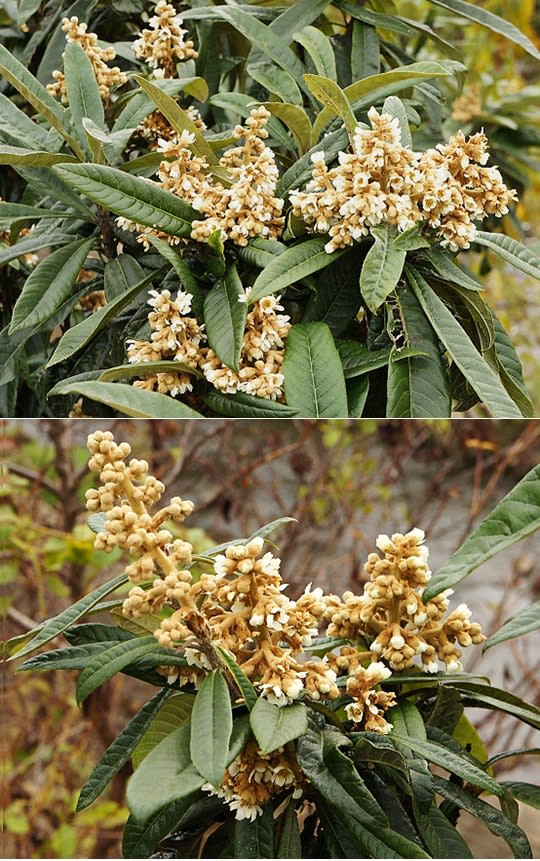 ビワ 枇杷 冬咲く花 里山コスモスブログ