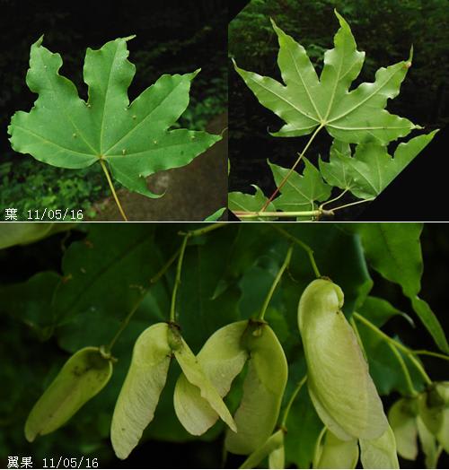 イタヤカエデ 山中の自生樹の葉と翼果 花と黄葉 里山コスモスブログ イタヤカエデ 山中の自生樹の葉と翼果 花と黄葉 里山コスモスブログ