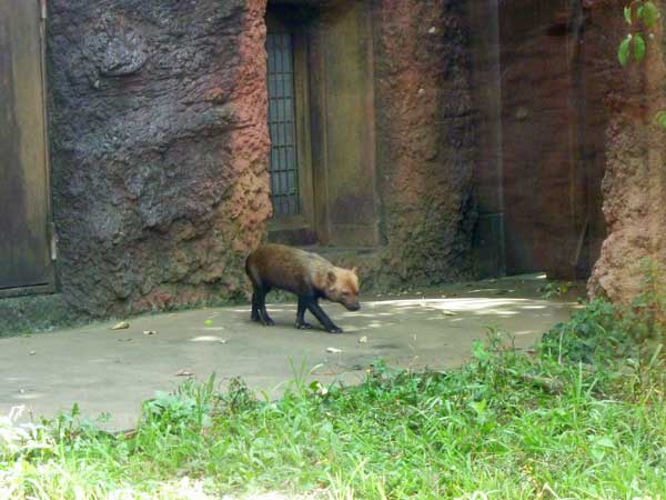 よこはま動物園ズーラシアは楽しいな ヤブイヌヤブイヌ こっちへおいで 振り向けばそこは 山が好きかも 横浜 スィート ハッピー シャイン Oh レイ よこはま動物園ズーラシアは楽しいな ヤブイヌヤブイヌ こっちへおいで 振り向けばそこは 山が好きかも 横浜 スィート ハッピー シャイン Oh レイ