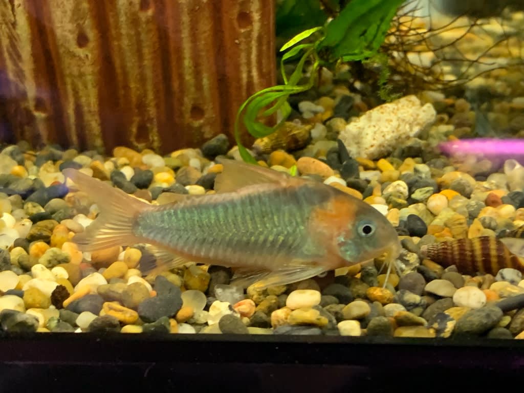熱帯魚 マーメイド