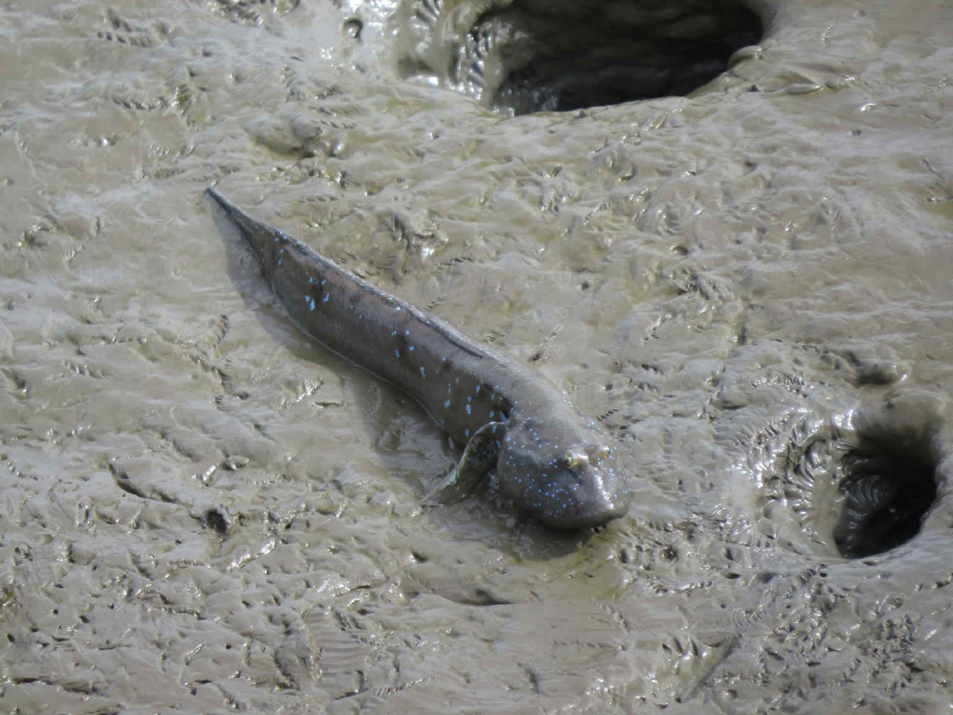 ムツゴロウ公園 お魚三昧生活