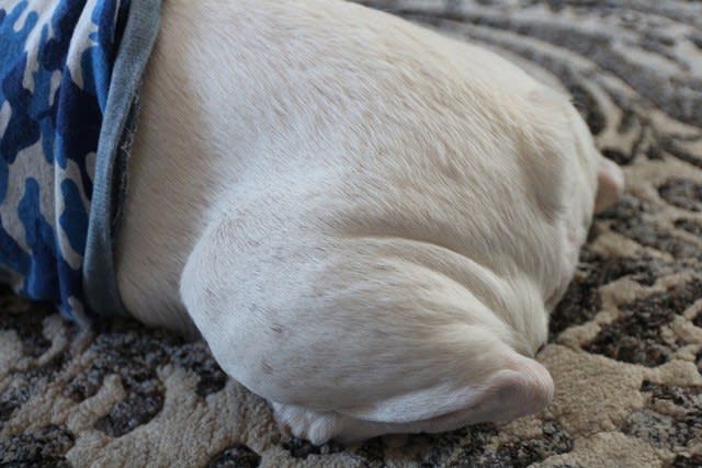 ブヒ皮膚のお話 ヒバ水 うさぎ フレンチブルドッグ の うさぼっこ