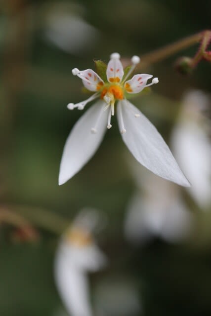 木陰にひっそりと咲いている ユキノシタ 春の花 21 112 野の花 庭の花