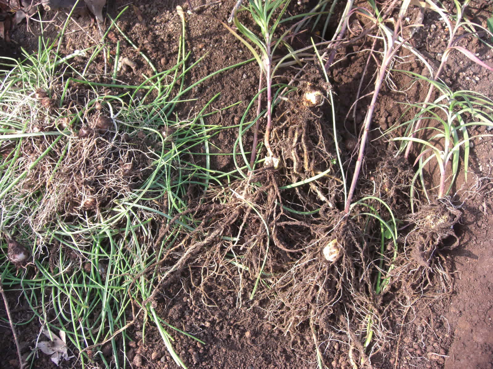 ユリの植え付け Vol 2 ふくちゃんの庭仕事 ユリの植え付け Vol 2 ふくちゃんの庭仕事