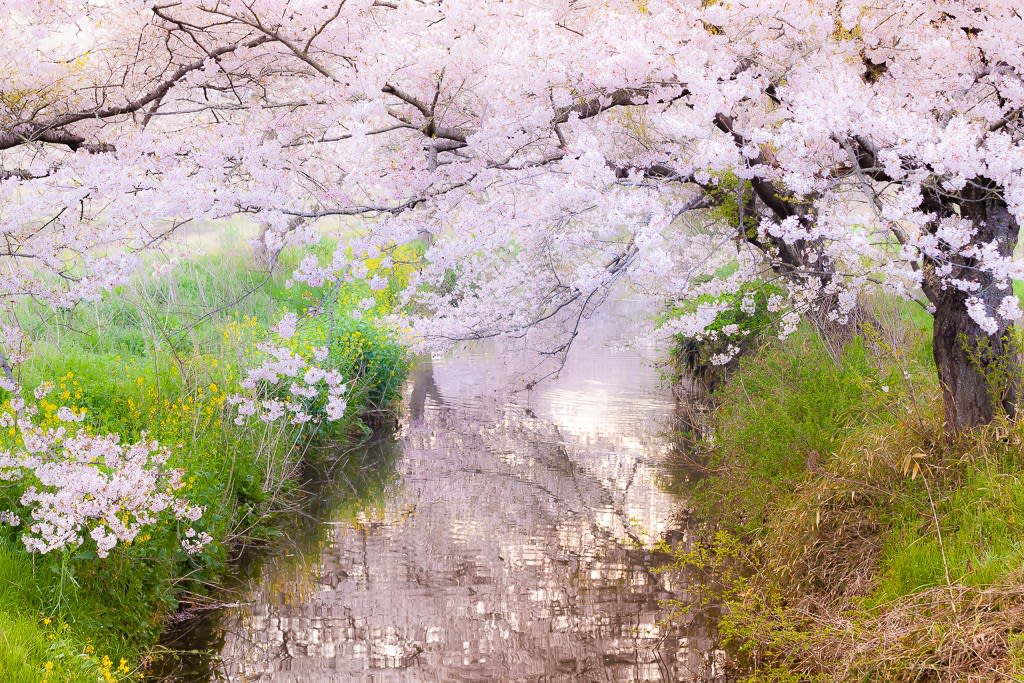 今井の桜の写真